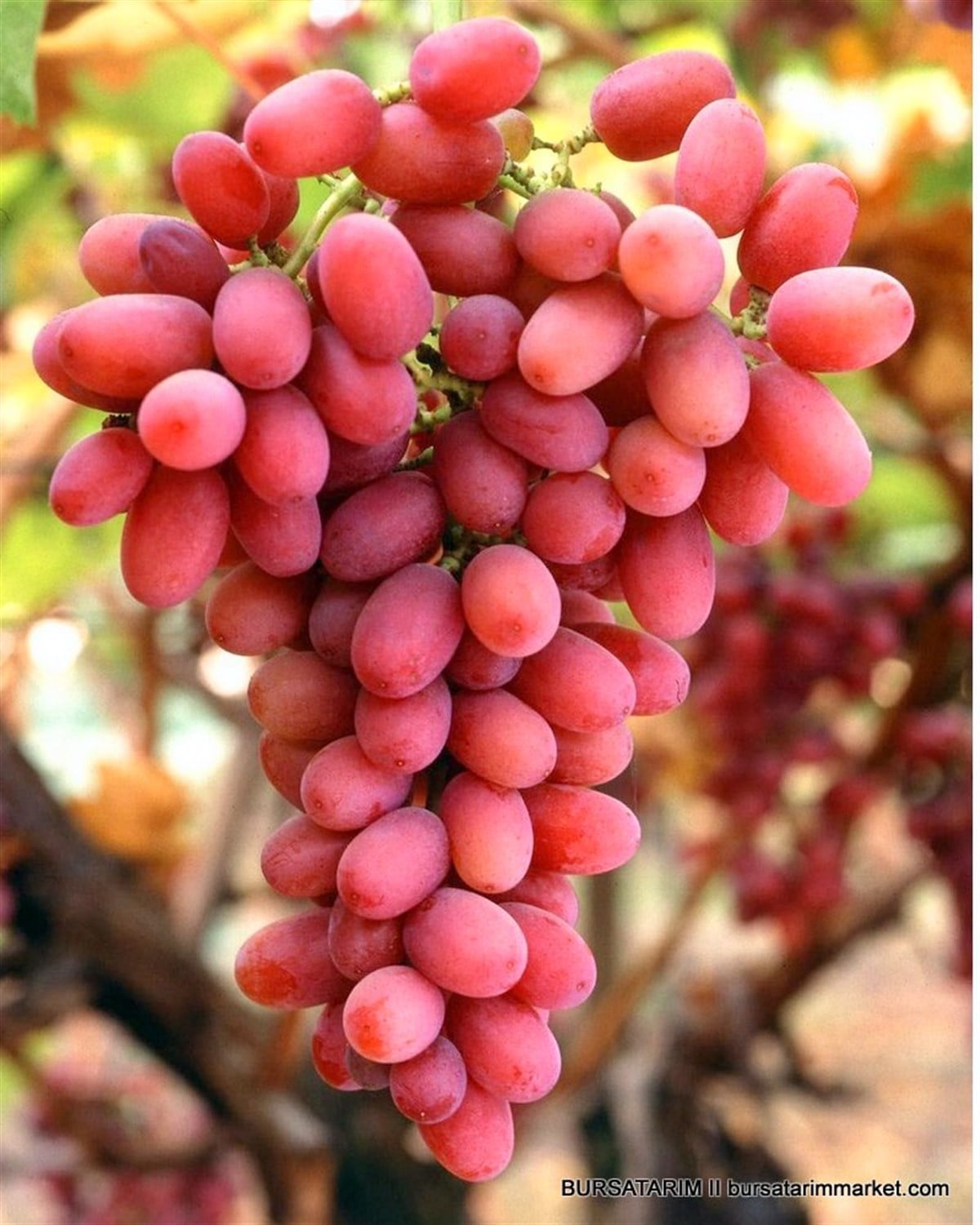 Crimson Seedless Üzüm Fidanı