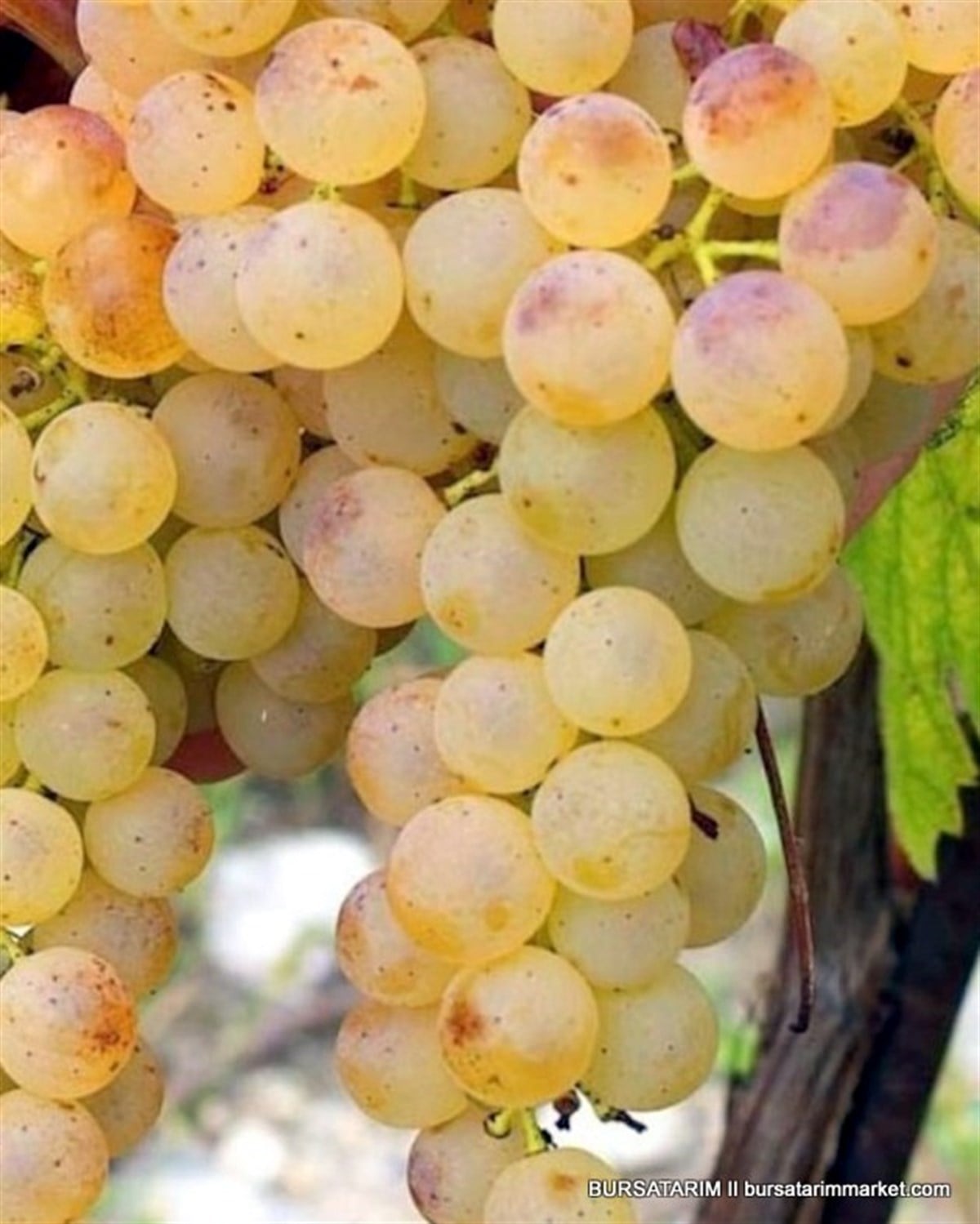 Müşküle ( Yalı) Üzümü Fidanı
