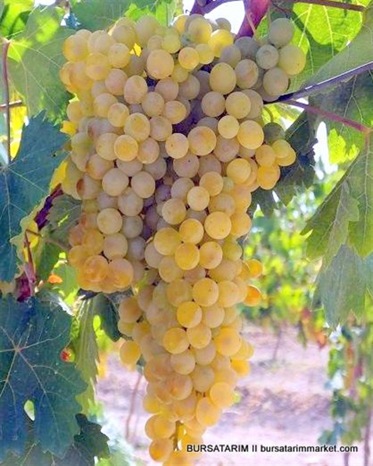 Narince Üzüm Fidanı ( Şıralık - Tokat yaprağı ) 