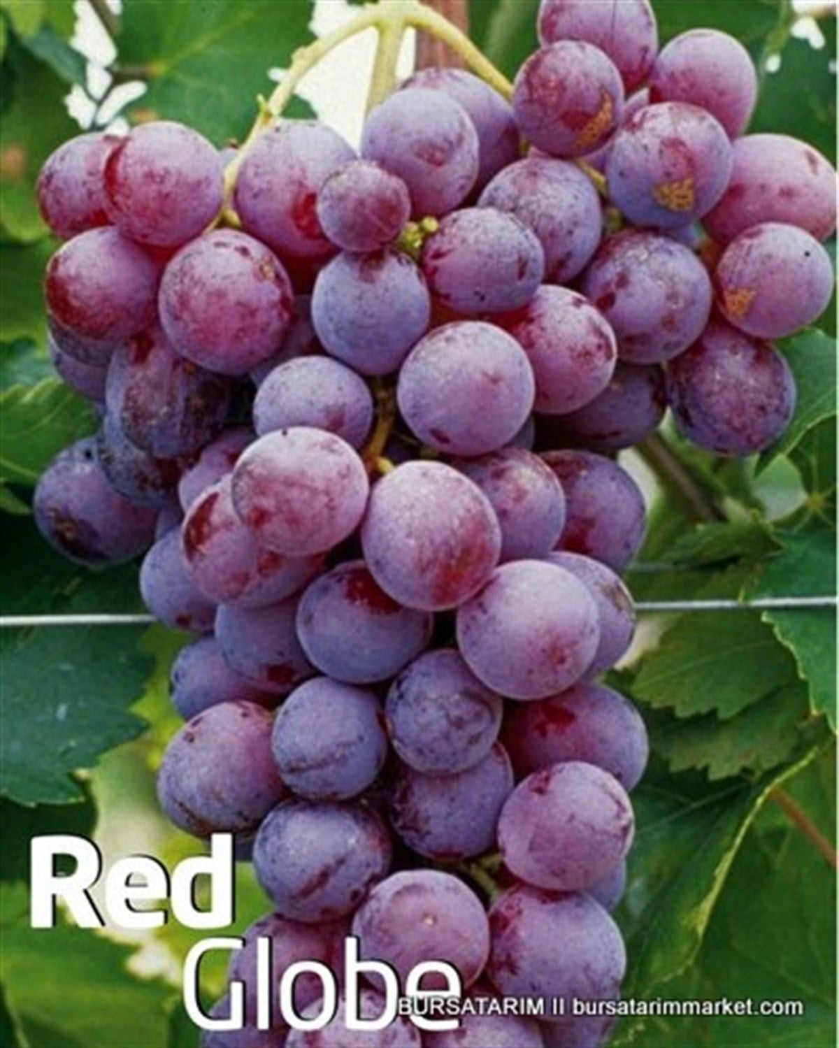 Red Globe Üzüm Fidanı