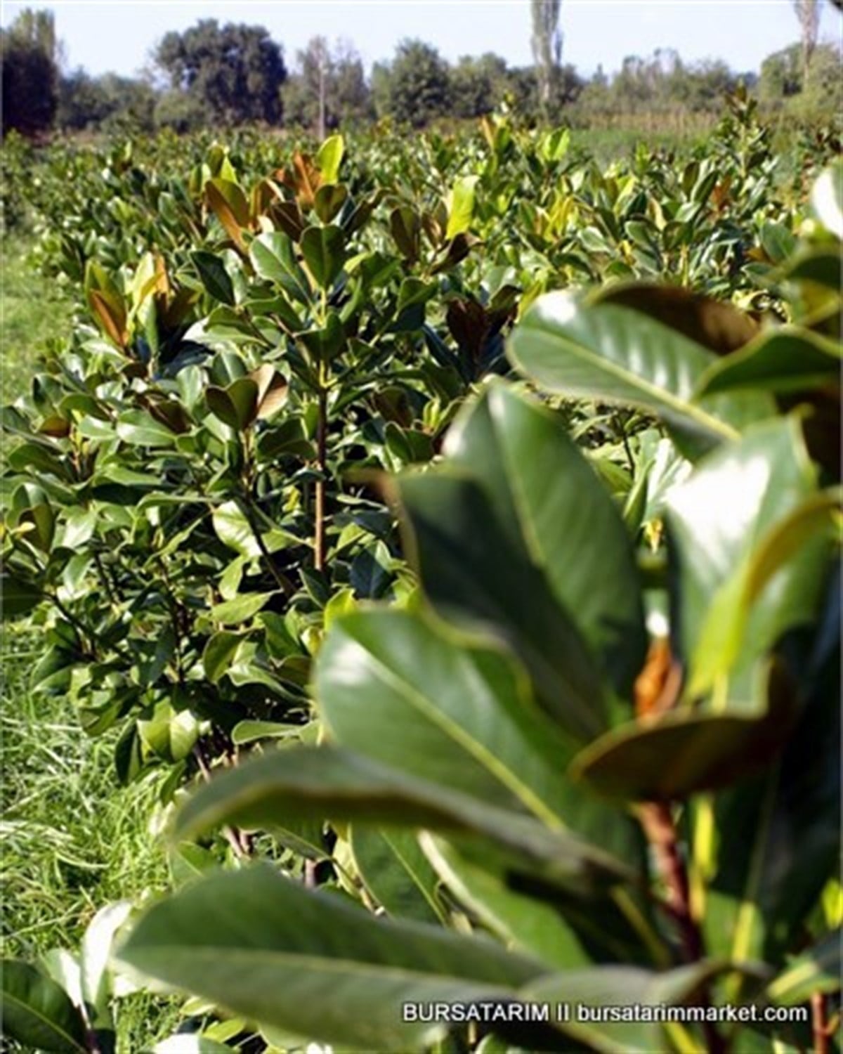 Manolya Fidesi (Grandflora)