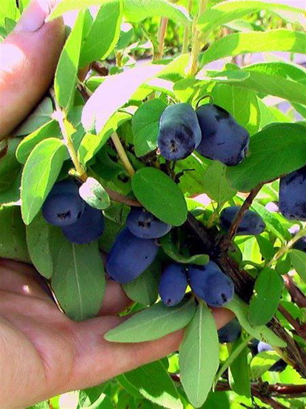 2 Yaşlı Wojtek Bal Yemişi - Honeyberry ( Haskap Fidanı)