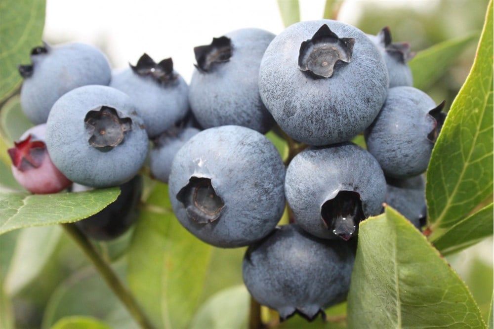 2 Yaşlı Bonus Yaban Mersini Fidanı ( Likapa - Maviyemiş ) Blueberry