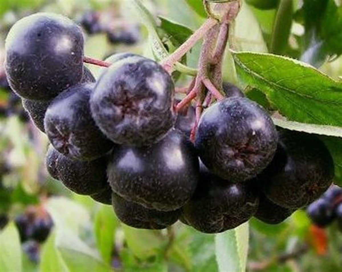 2 Yaşlı Galicjanka Aronia ( Aronya) Fidanı