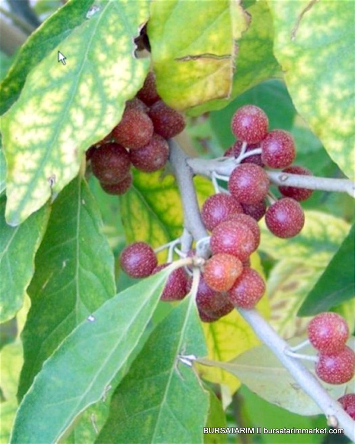 Güz Yemişi Fidanı Kırmızı ( Güz Zeytini )