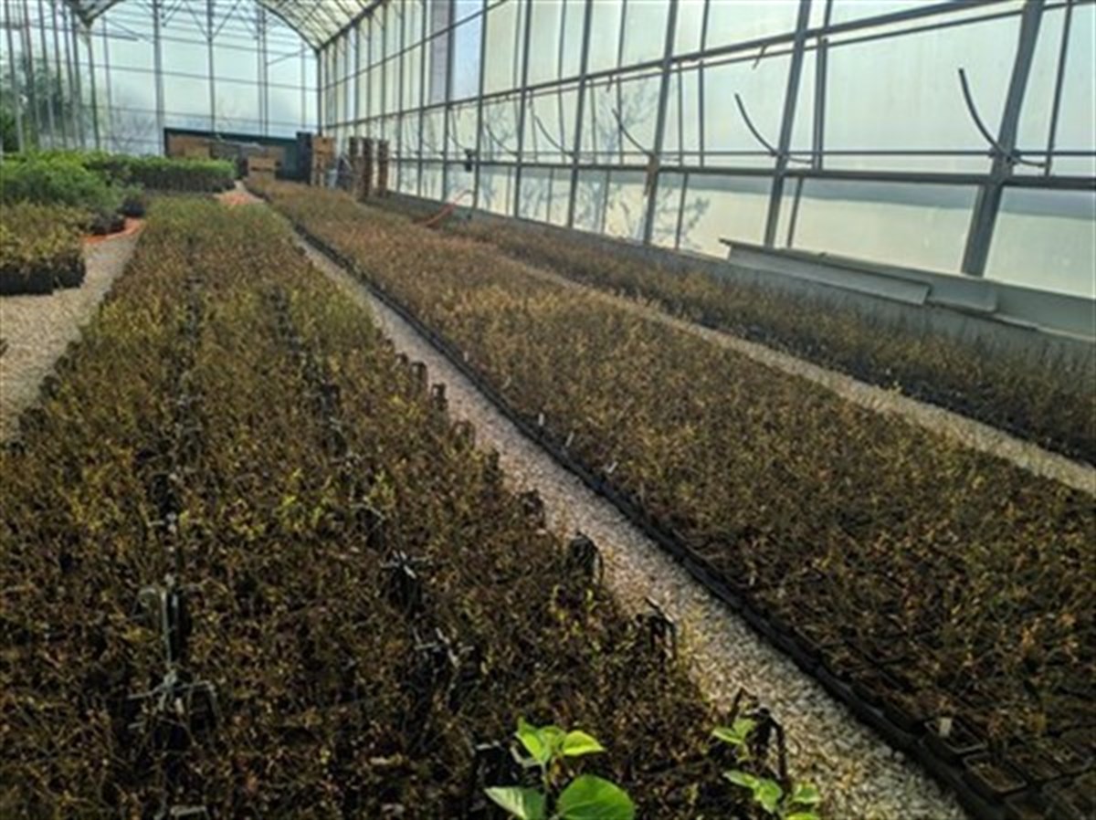 2 Yaşlı Elizabeth Yaban Mersini Fidanı ( Likapa - Mavi Yemiş ) Blueberry