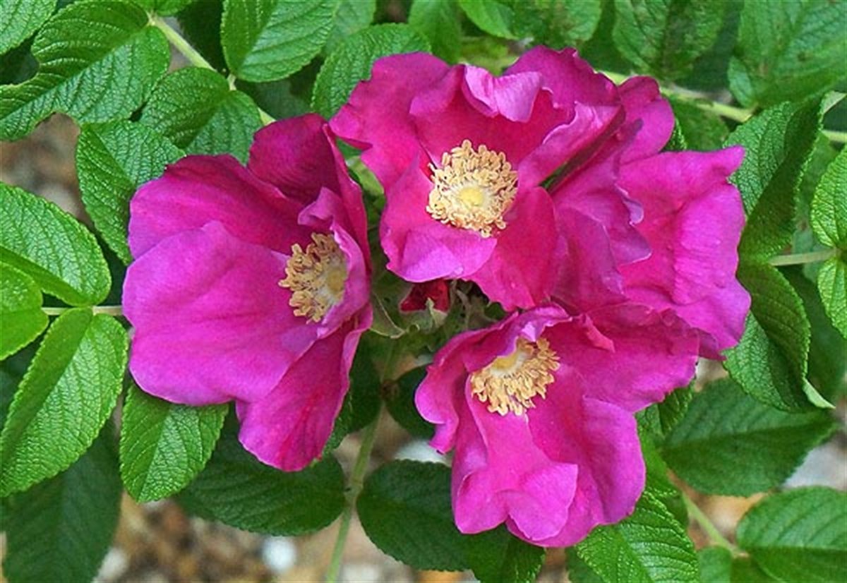 Hollanda Kuşburnu Rosa Rugosa - Viyol