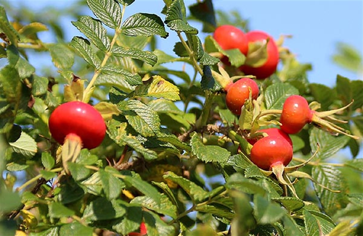 Hollanda Kuşburnu Rosa Rugosa - Viyol