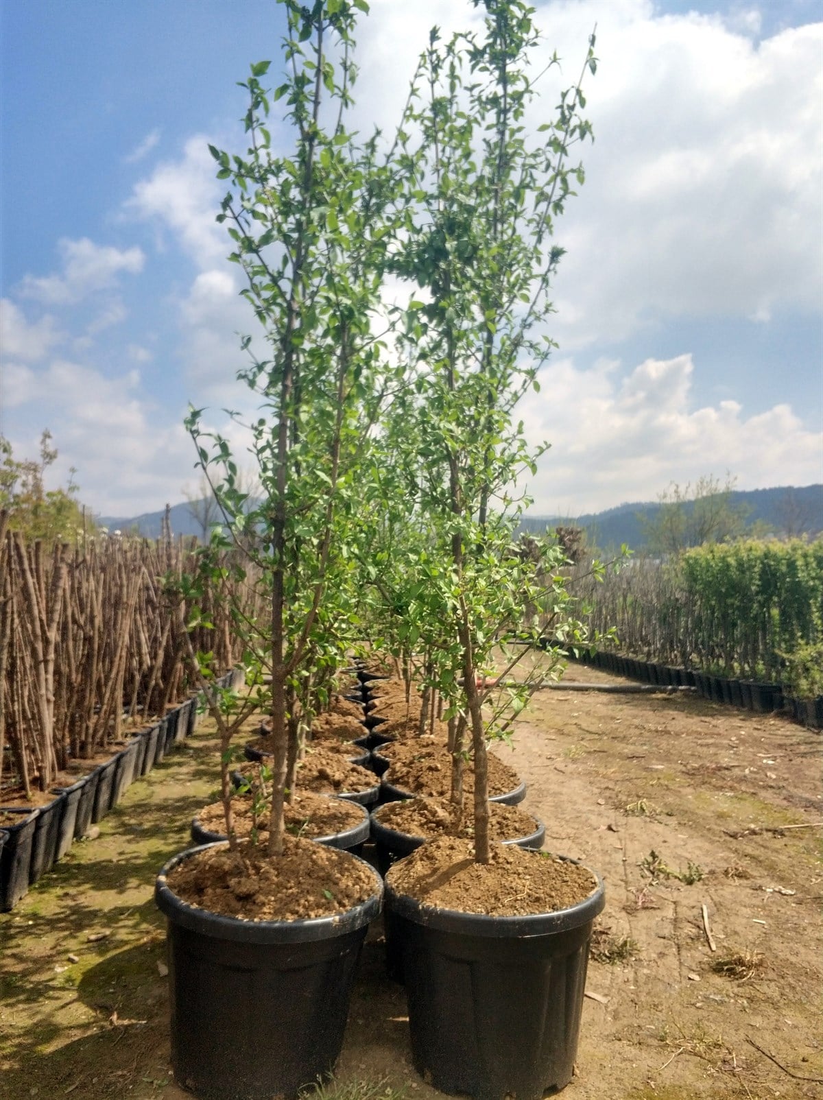 Yetişkin Kızılcık Ağacı 