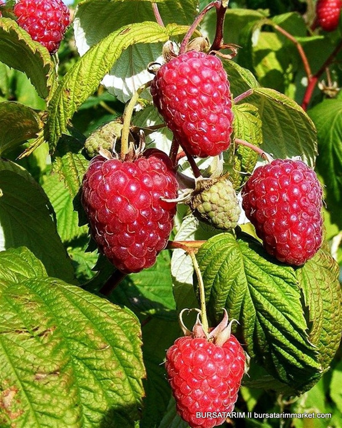 Polka Ahududu Fidanı