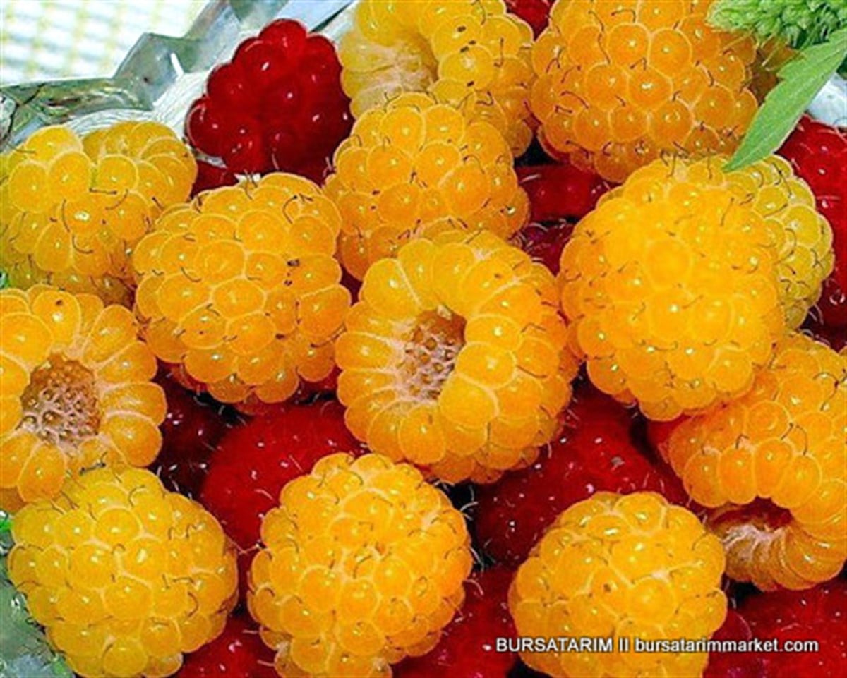 Poranna Rosa ( Sarı ) Ahududu Fidanı