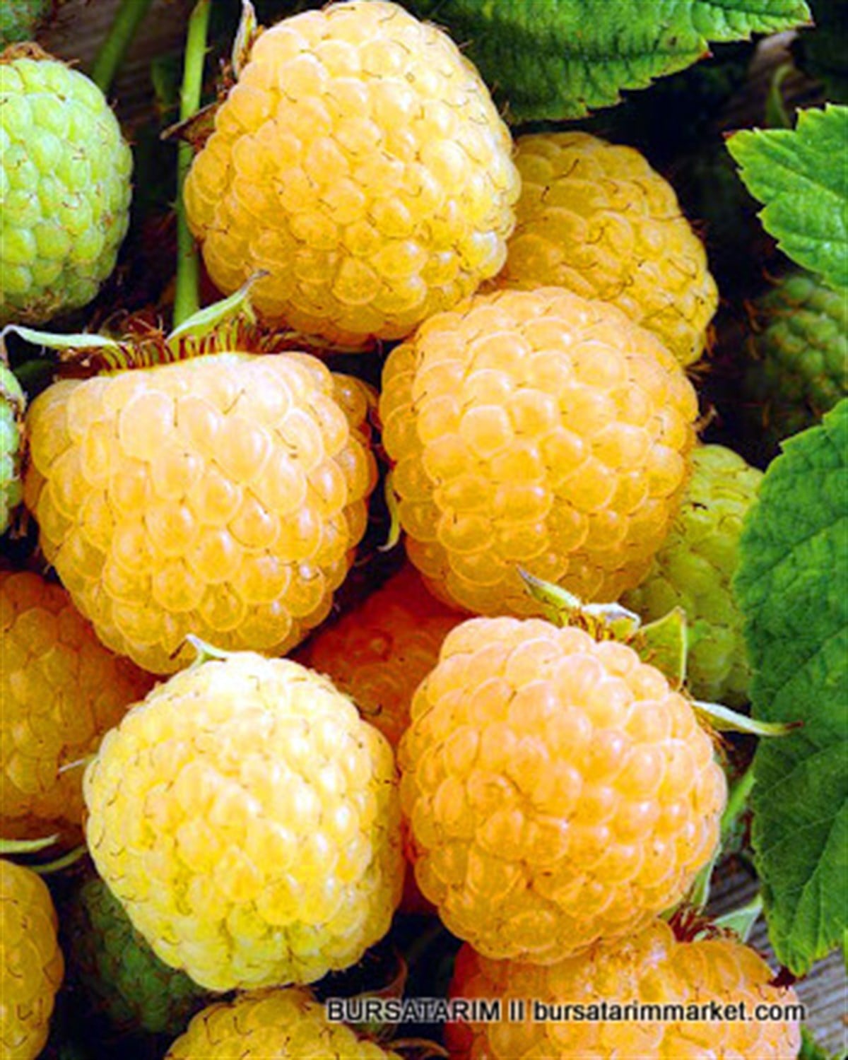Poranna Rosa ( Sarı ) Ahududu Fidanı
