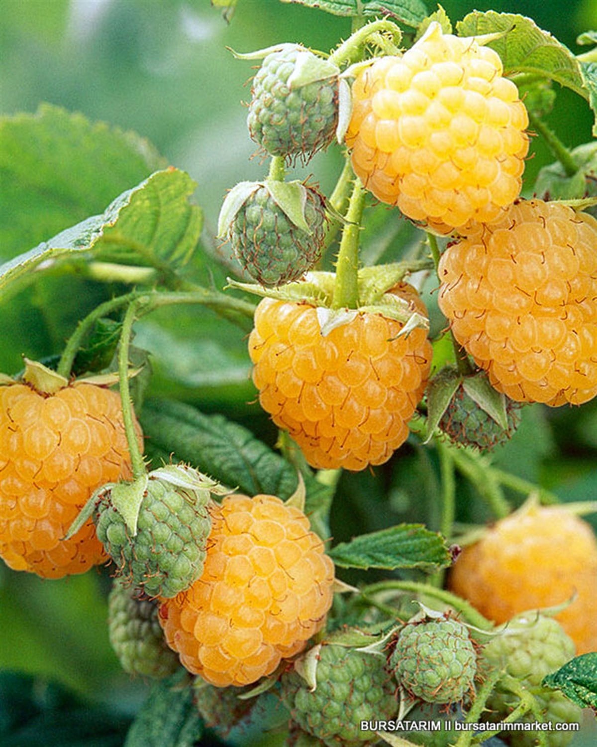 Poranna Rosa ( Sarı ) Ahududu Fidanı