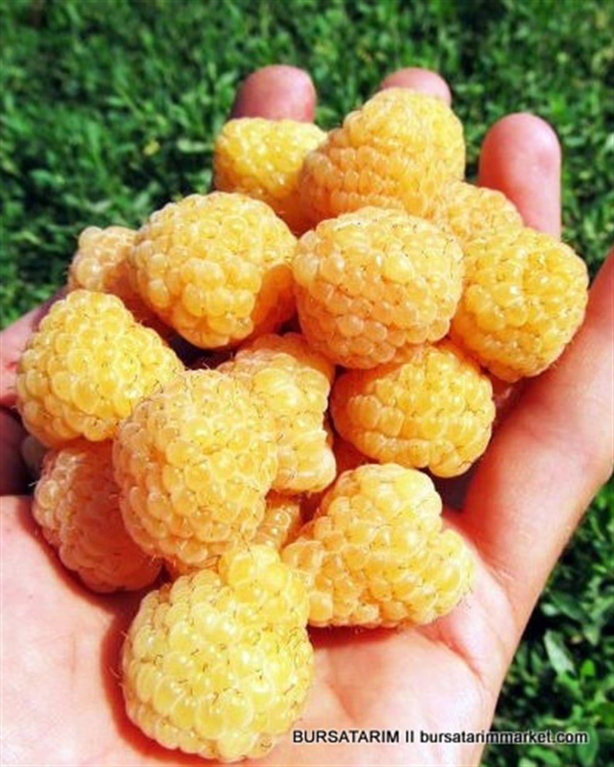 Poranna Rosa ( Sarı ) Ahududu Fidanı