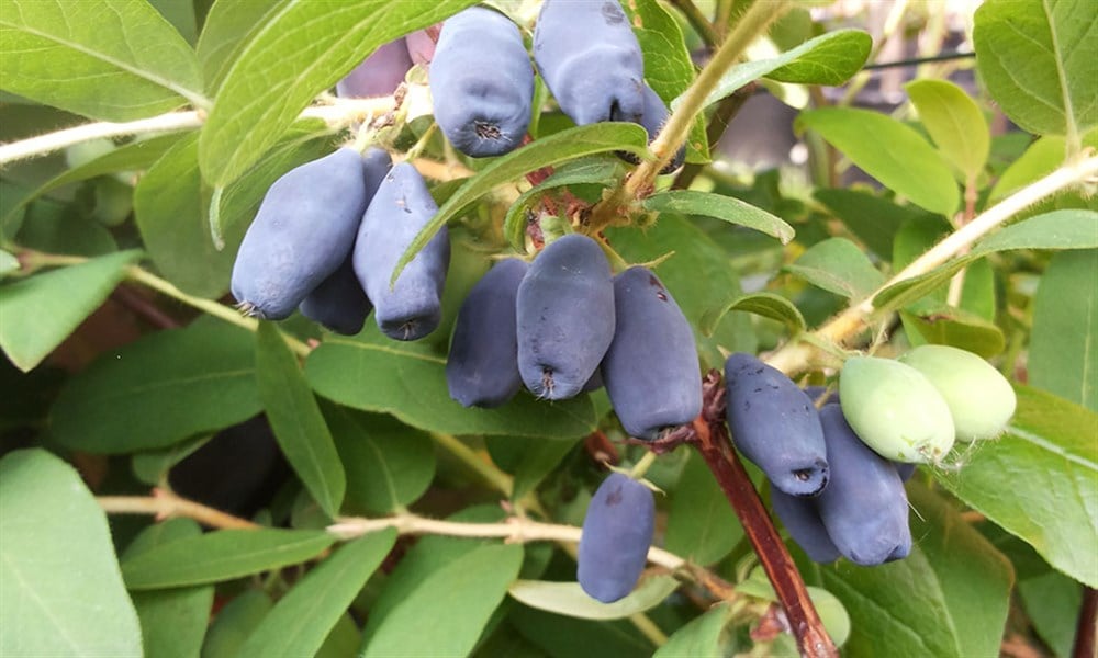 2 Yaşlı Wojtek Bal Yemişi - Honeyberry ( Haskap Fidanı)