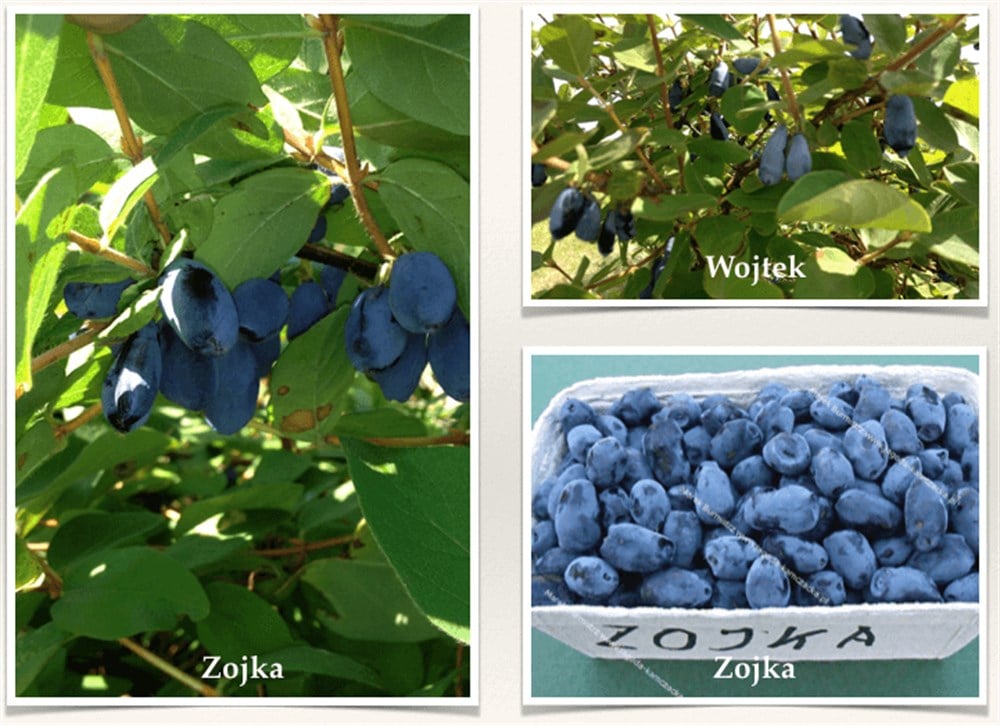 2 Yaşlı Zojka Bal Yemişi Fidanı  - Haskap - Honeyberry - Lonicera caerulea 