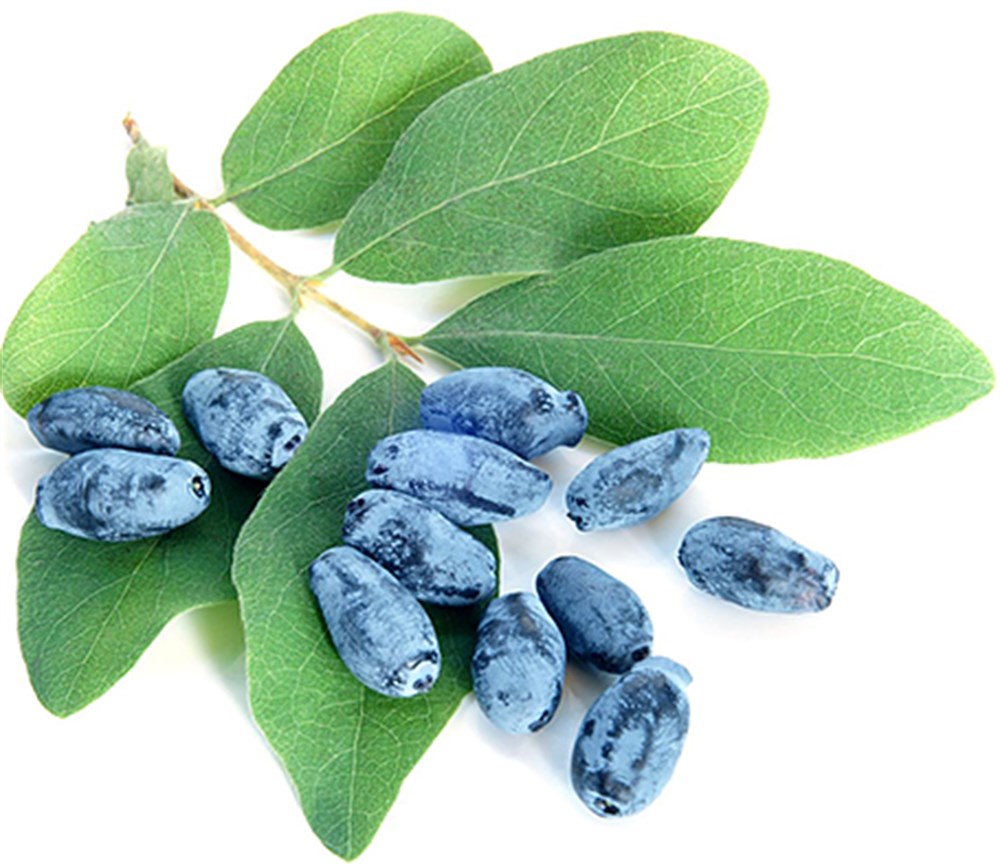 2 Yaşlı Zojka Bal Yemişi Fidanı  - Haskap - Honeyberry - Lonicera caerulea 