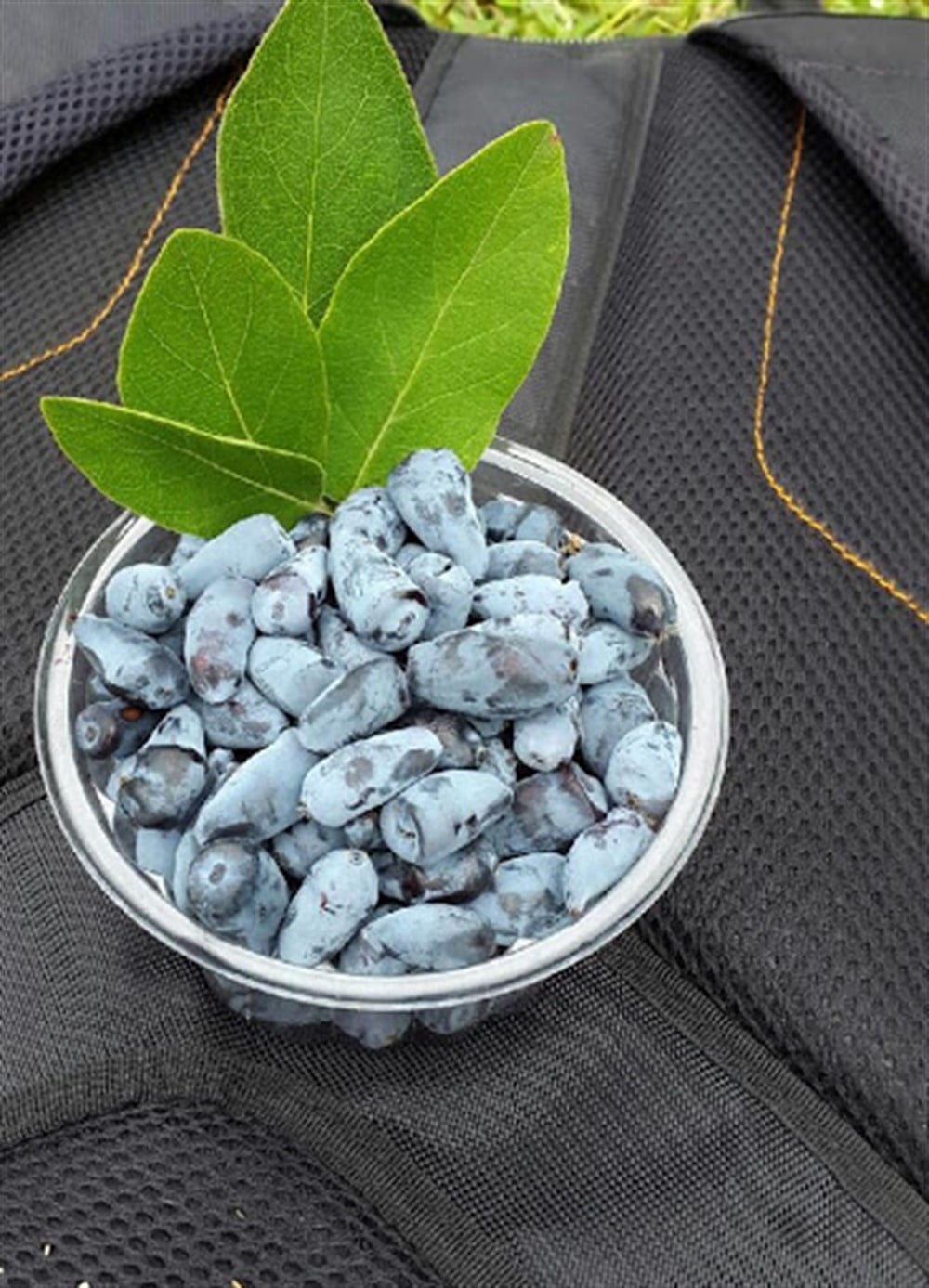 2 Yaşlı Zojka Bal Yemişi Fidanı  - Haskap - Honeyberry - Lonicera caerulea 
