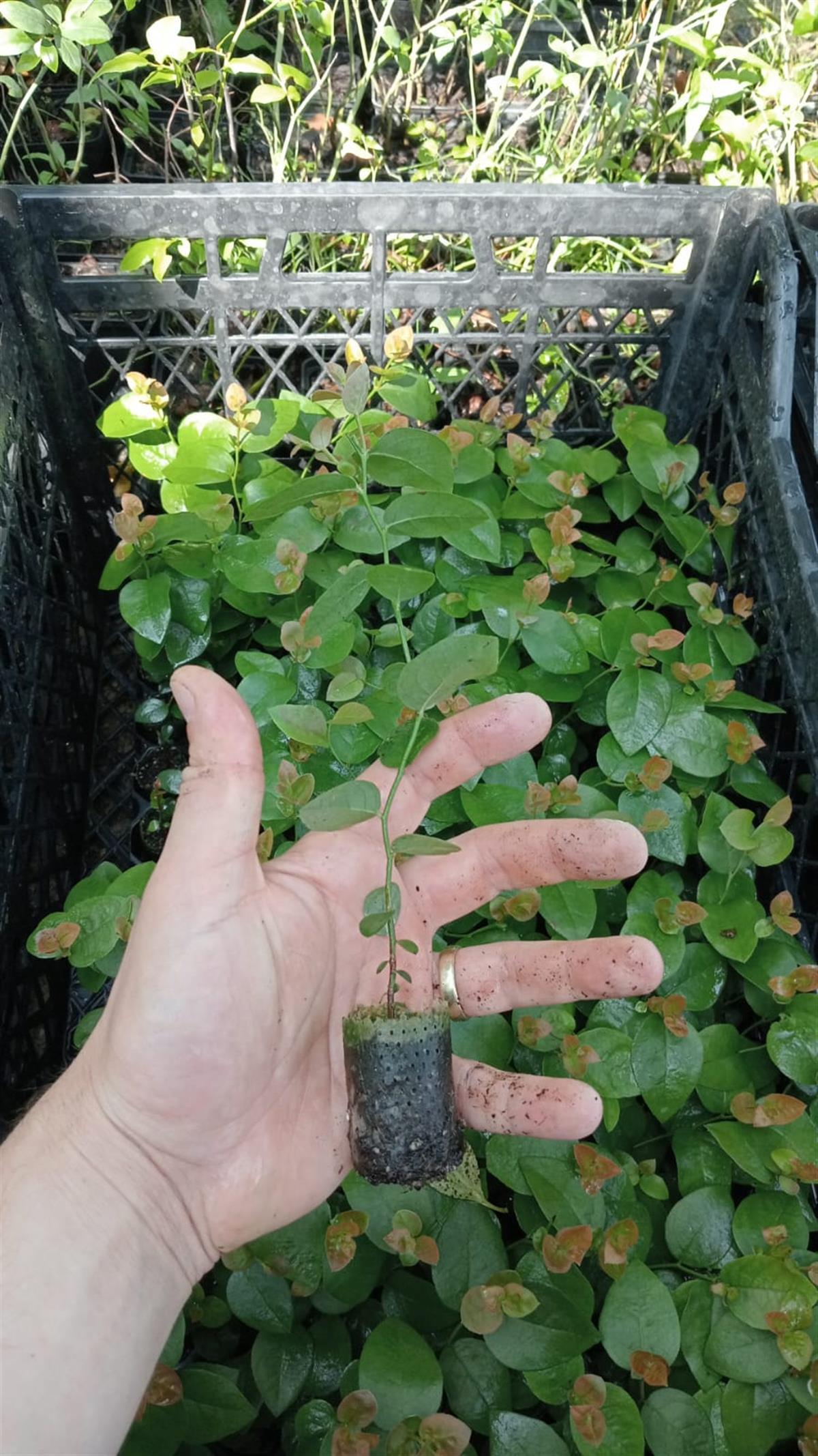 BURSATARIMBlueberry Sweetheard