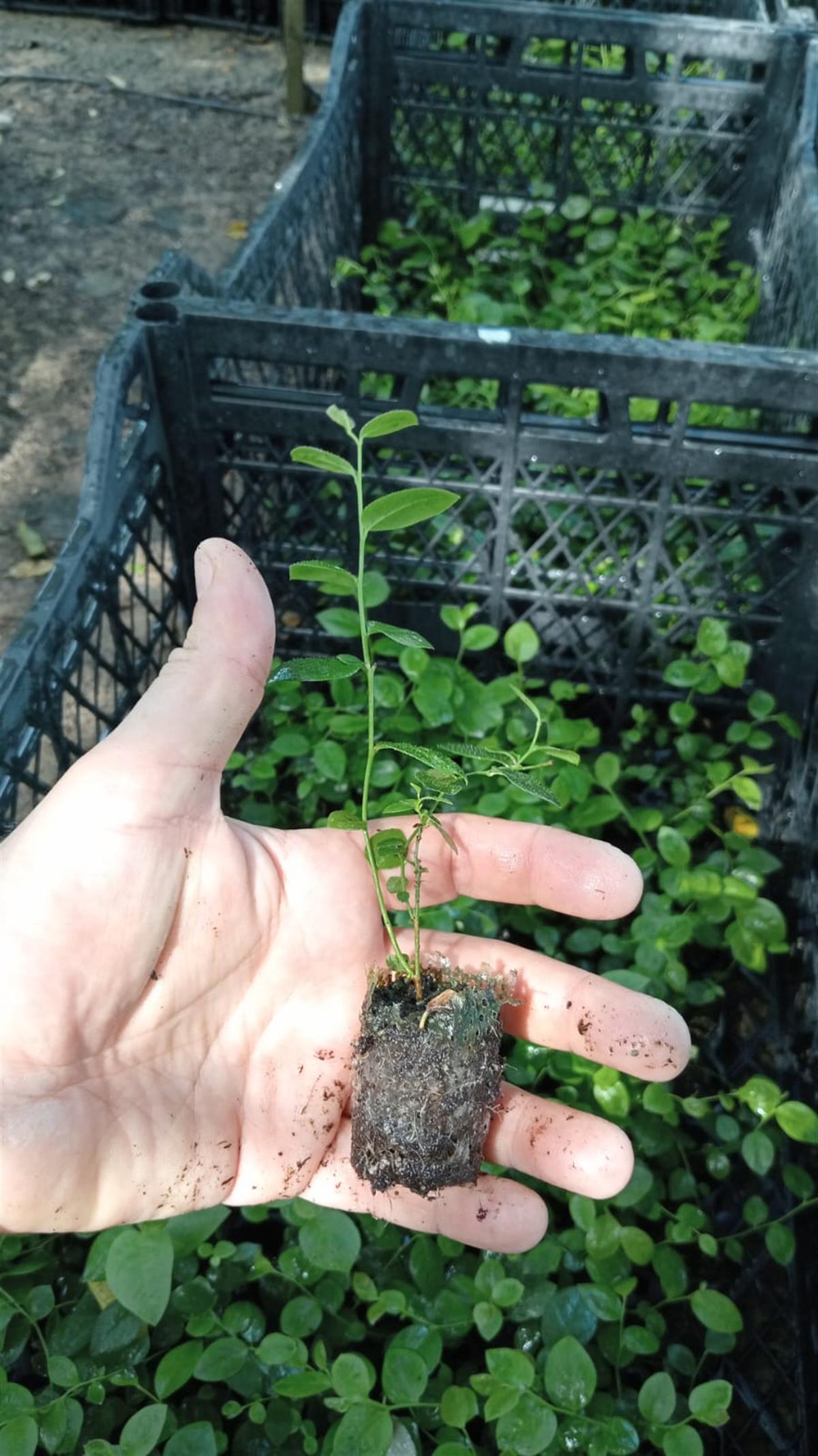 BURSATARIMBlueberry Oneal