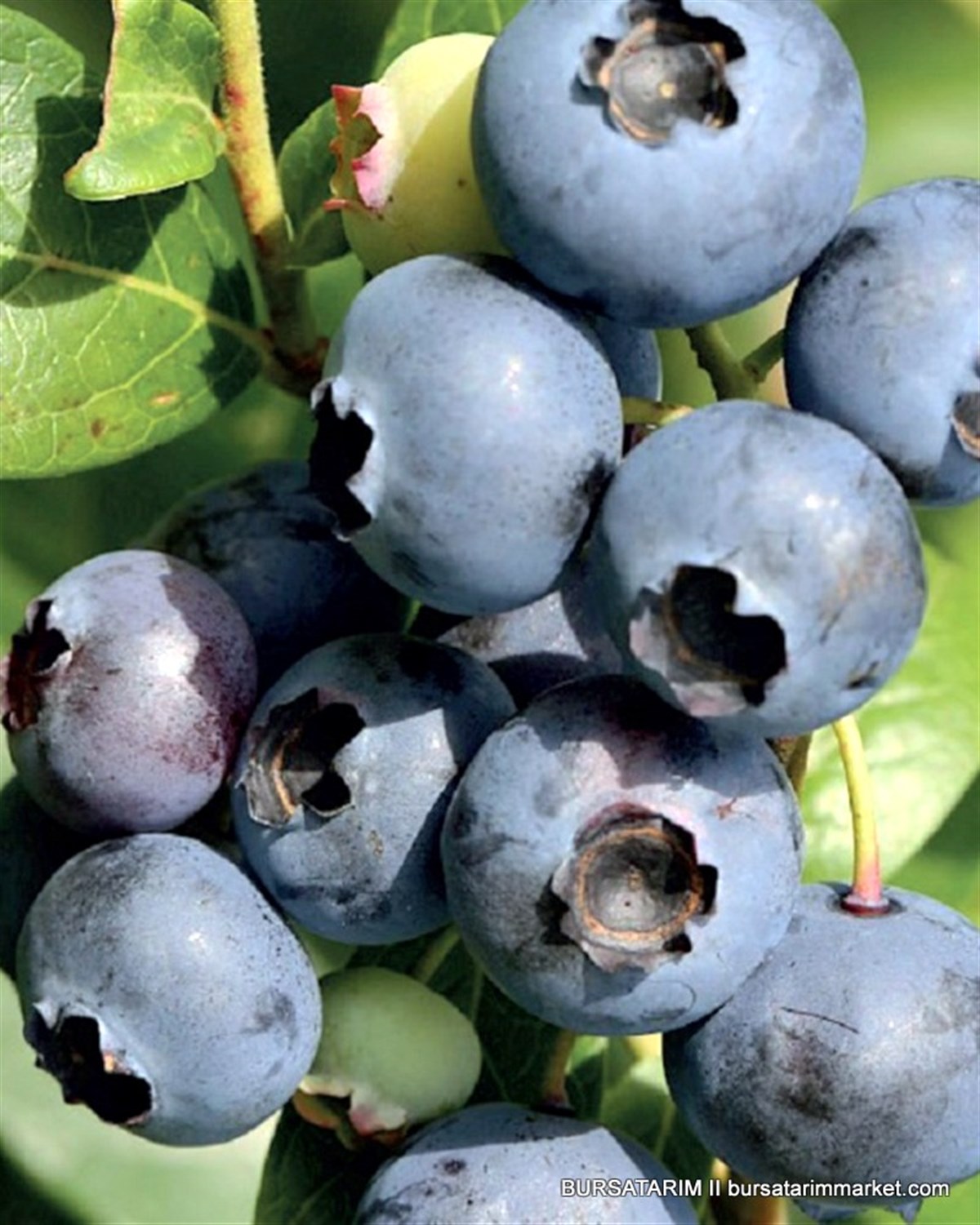 2 Yaşlı Elizabeth Yaban Mersini Fidanı ( Likapa - Mavi Yemiş ) Blueberry