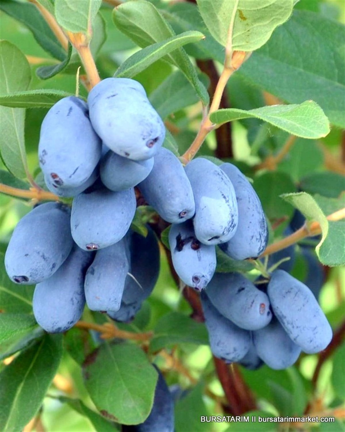 2 Yaşlı Zojka Bal Yemişi Fidanı  - Haskap - Honeyberry - Lonicera caerulea 