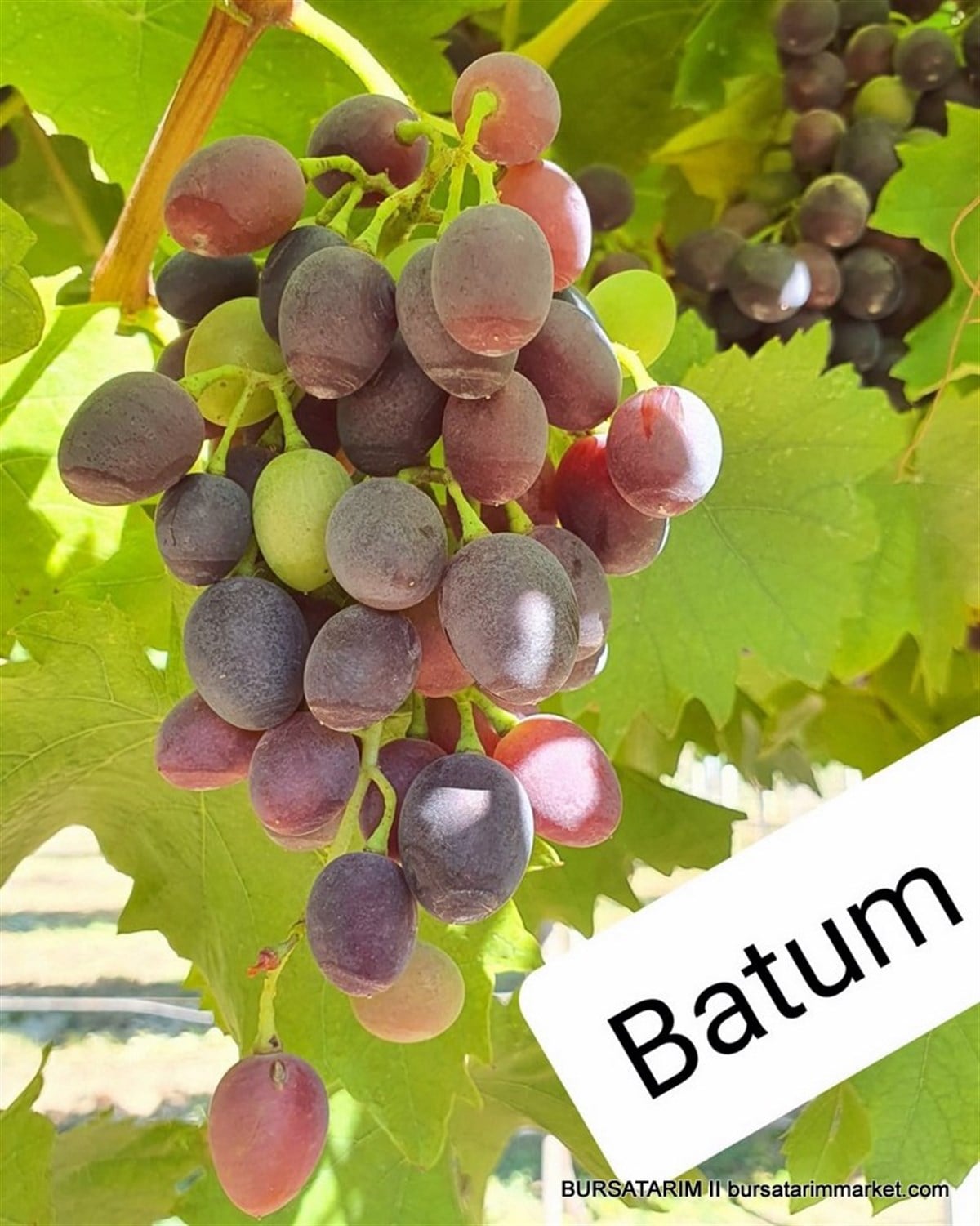 Batum Üzüm Fidanı
