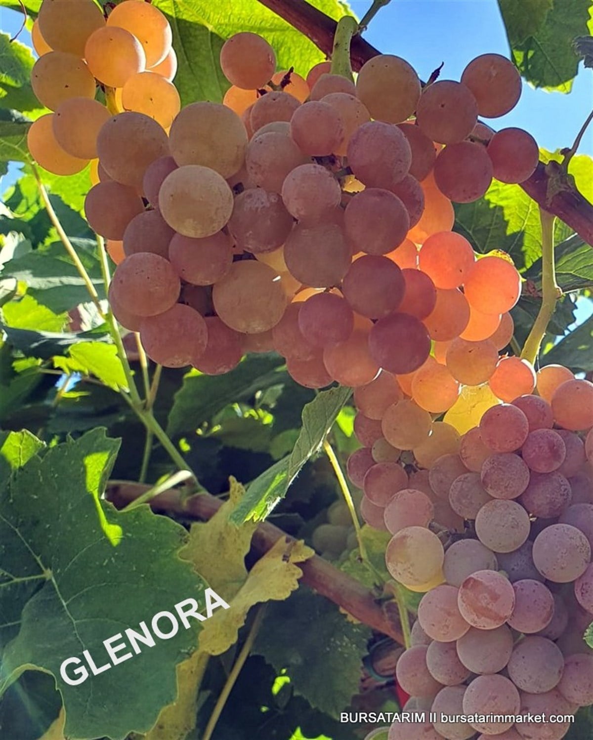 Glenora seedless ( Çekirdeksiz ) Üzüm Fidanı