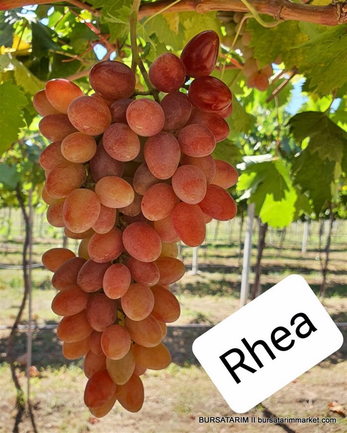 Rhea Üzüm Fidanı 