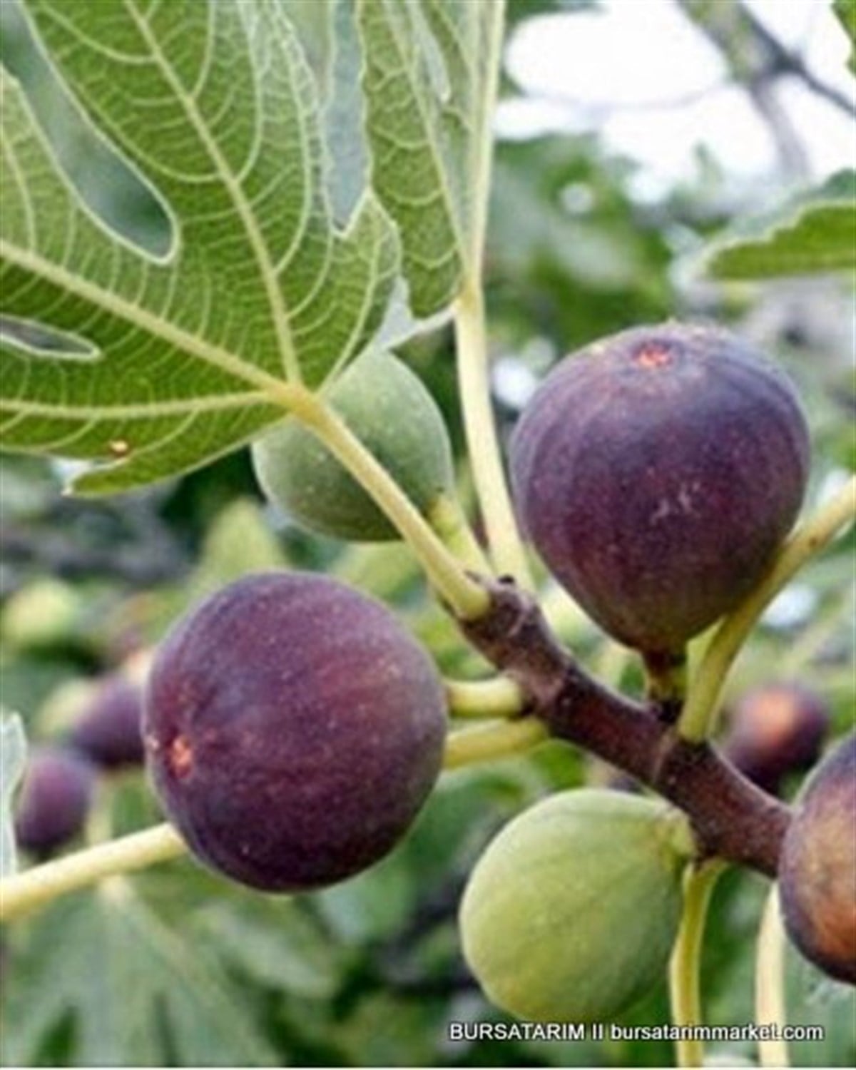 Yetişkin Siyah İncir Ağacı 