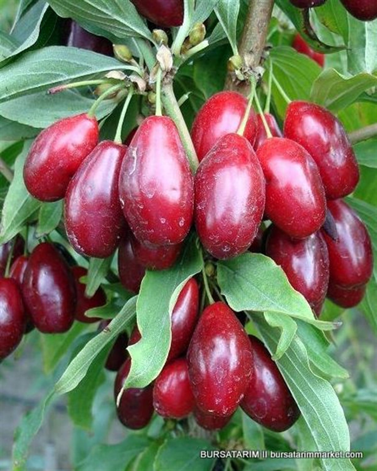 Yetişkin Kızılcık Ağacı 