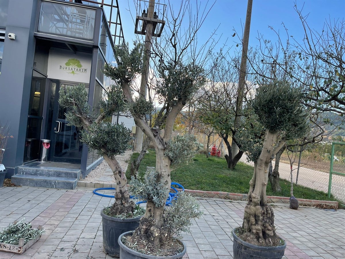 Yetişkin Bonzai Zeytin Fidanı 15 YAŞ 