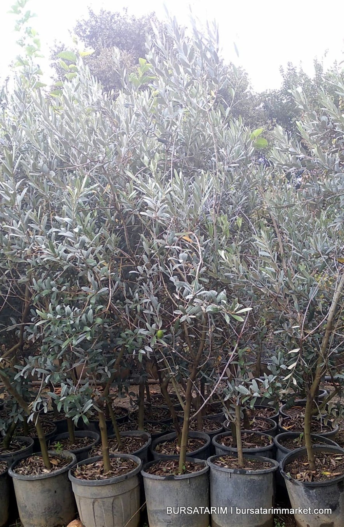 Yetişkin Gemlik Zeytin Fidanı 120-150cm