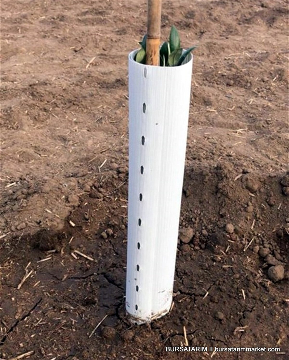 Fidan Koruma Tüpü - 60cm Yüksek Kalite  Mikro Sera