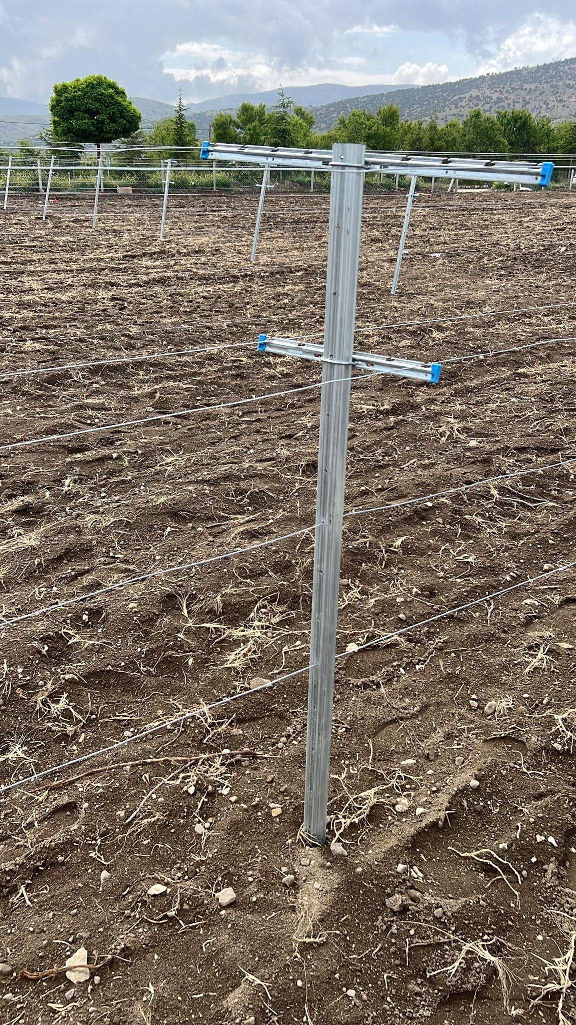 Ara Te Kolu - 40 cm 