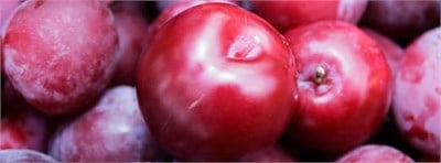 Obilnaja Erik Fidanı