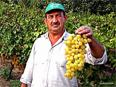 Ata Sarısı Üzüm Fidanı