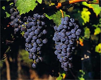 Cabernet Sauvignon Üzüm Fidanı
