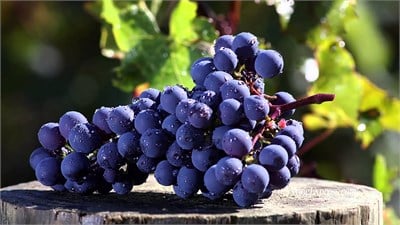 Cabernet Sauvignon Üzüm Fidanı