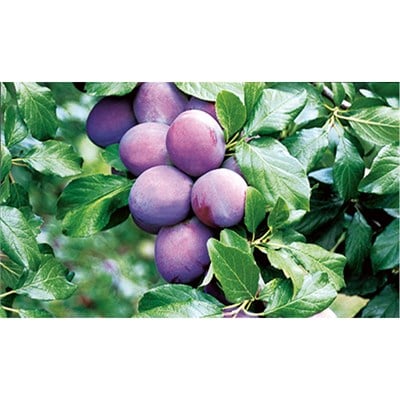 President Erik Fidanı