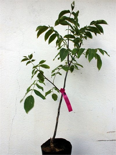 Chandler Ceviz Fidanı