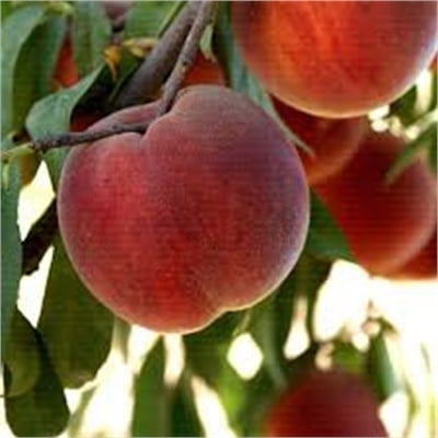 Royal Glory Şeftali Fidanı