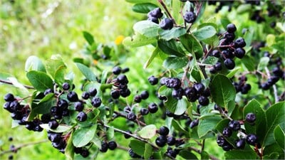 2 Yaşlı Nero Aronia ( Aronya) Fidanı