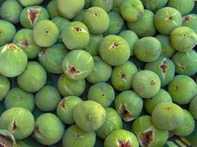 Bursa Beyazı İncir Fidanı