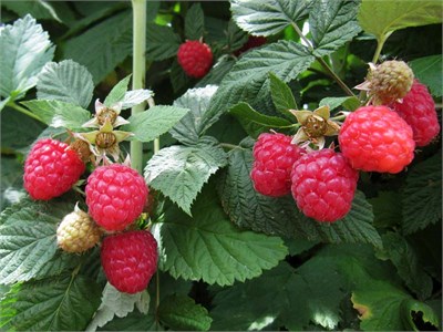 Meeker Ahududu Fidanı