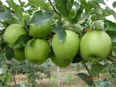 Granny Smith Elma Fidanı