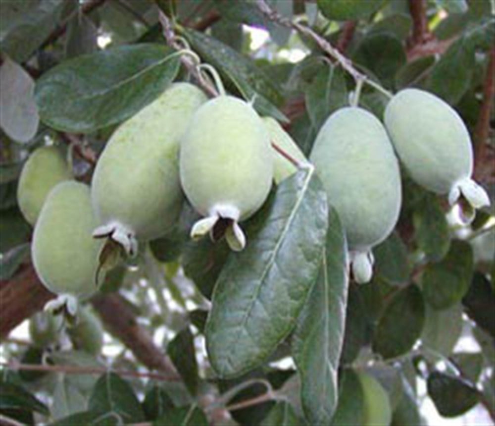 Kaymak (Feijo) Ağacı