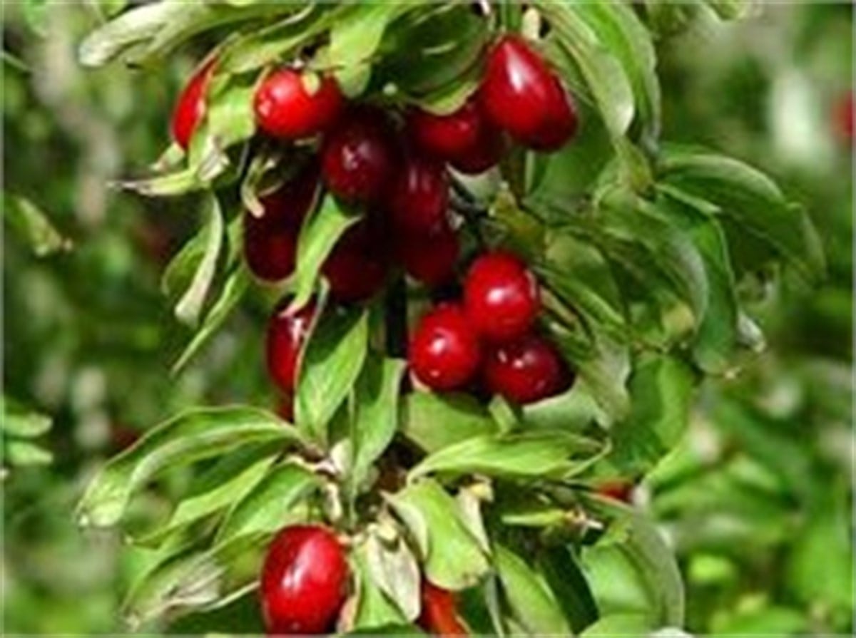 Yetişkin Kızılcık Ağacı 