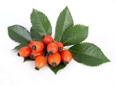 Kuşburnu Fidanı Viyol