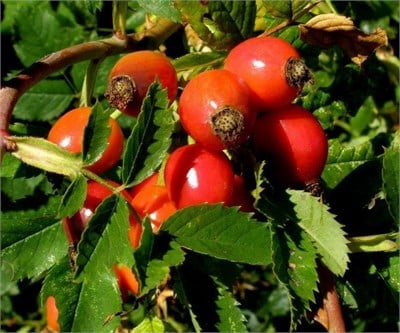 Kuşburnu Fidanı Viyol